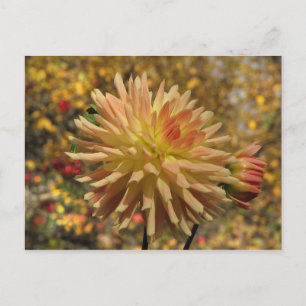 Cactus Dahlia vykort