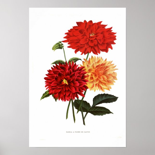 Cactus Dahlias Poster (Framsidan)