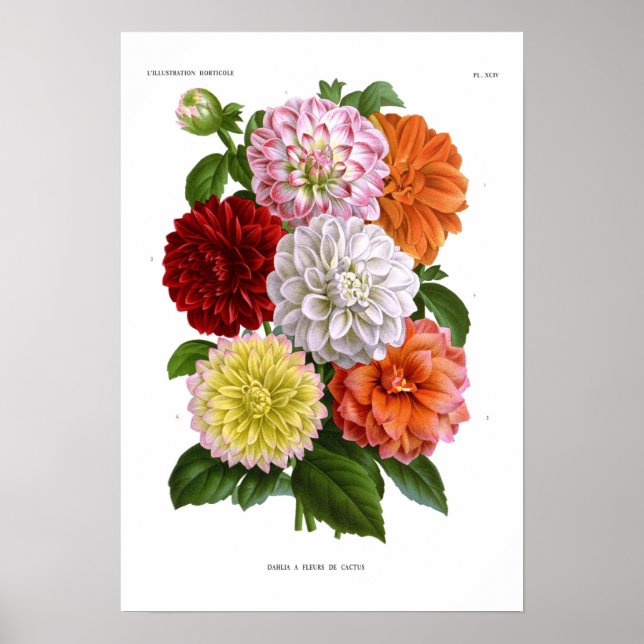 Cactus Dahlias Poster (Framsidan)