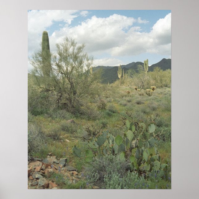 Cactus Desert Coloring Photograph Poster Art Print (Framsidan)