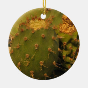 Cactus detalj fotografering cirkel Ornament