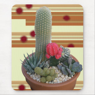 Cactus Dish Garden #2 Musmatta