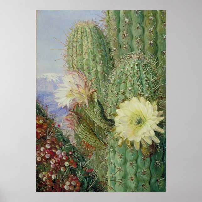Cactus Exotic Landscape av Marianne North Poster (Framsidan)
