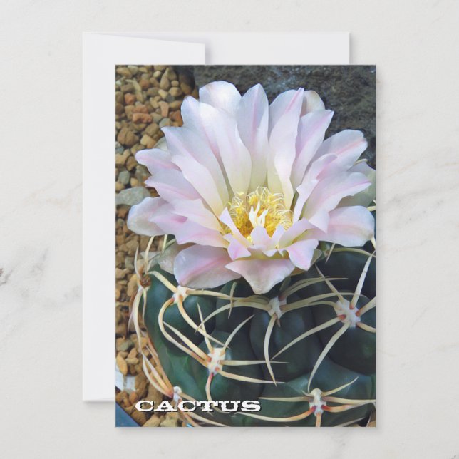 Cactus: Flat Card (Framsida)