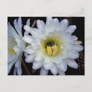 Cactus Flower 4355 vykort