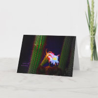 "Cactus Flower at Sunset #105" Fotografi