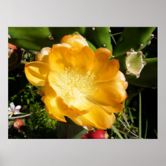 Cactus Flower Blooms i Orange Poster