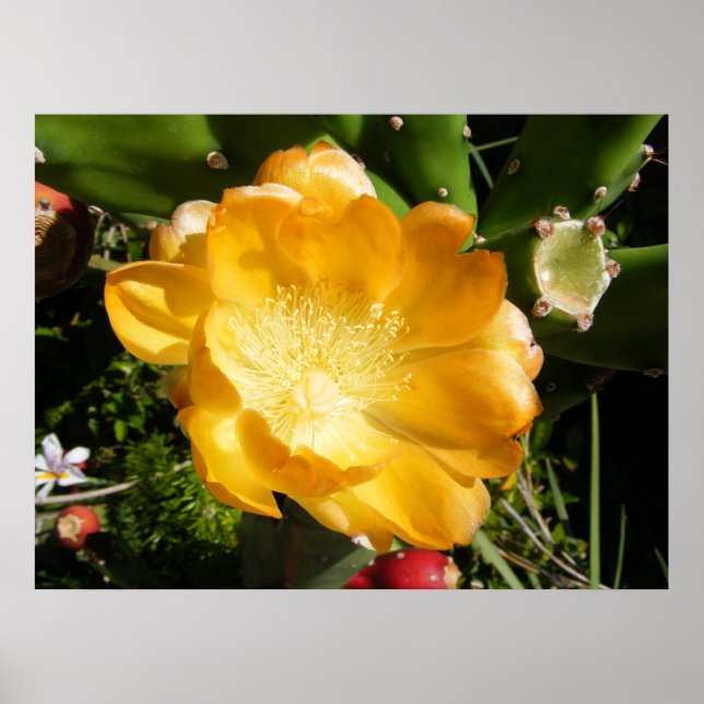 Cactus Flower Blooms i Orange Poster (Framsidan)