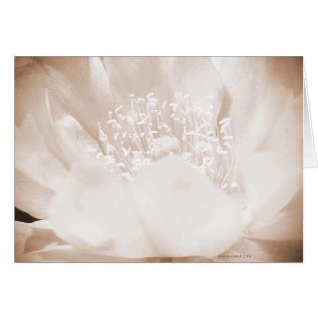 Cactus Flower Hälsningskort (Framsidan Horizontal)