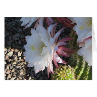 Cactus Flower OBS Kort
