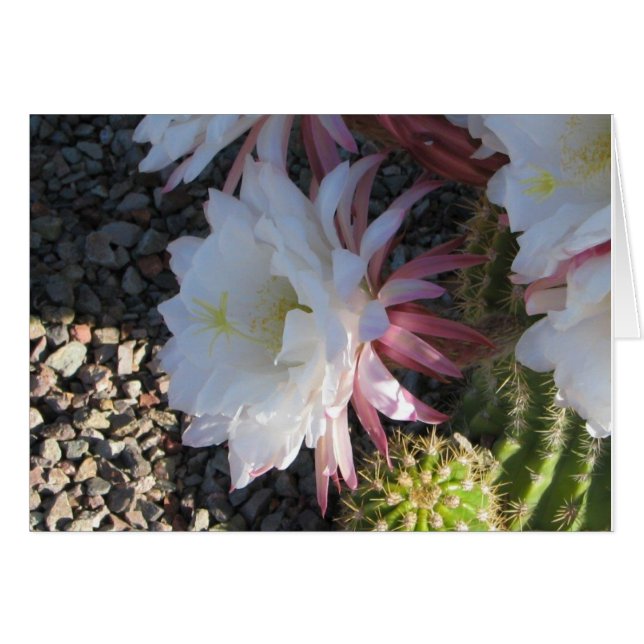 Cactus Flower OBS Kort (Framsidan Horizontal)