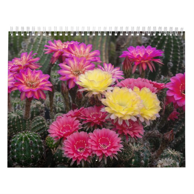 Cactus Flower Paint Kalender (Omslag)
