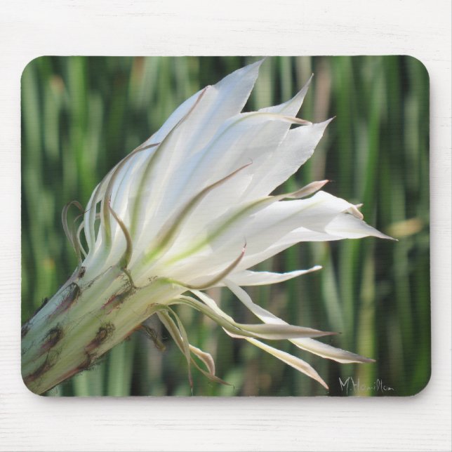 Cactus Flower Photo Mousepad Musmatta (Framsidan)