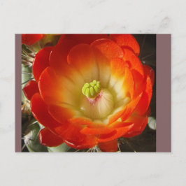 Cactus Flower Postcard Vykort