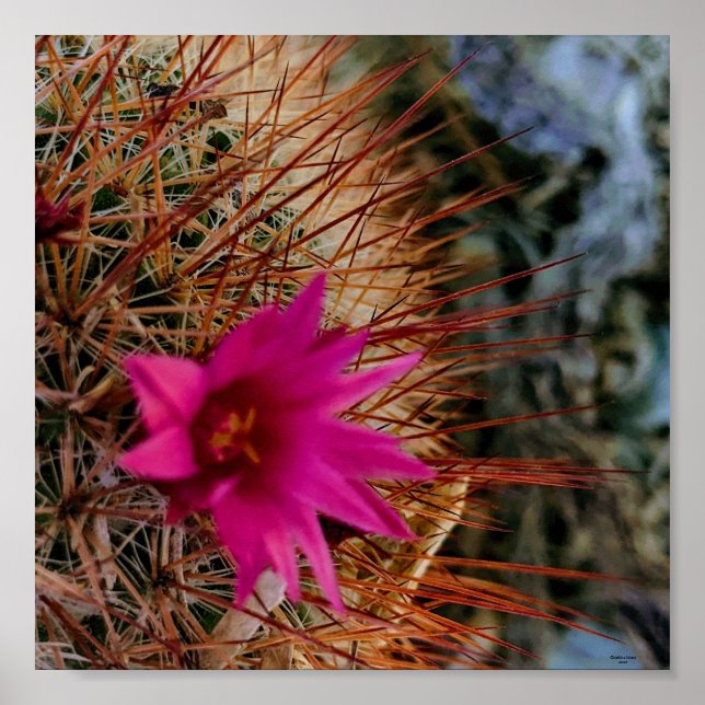 Cactus Flower Poster (Framsidan)