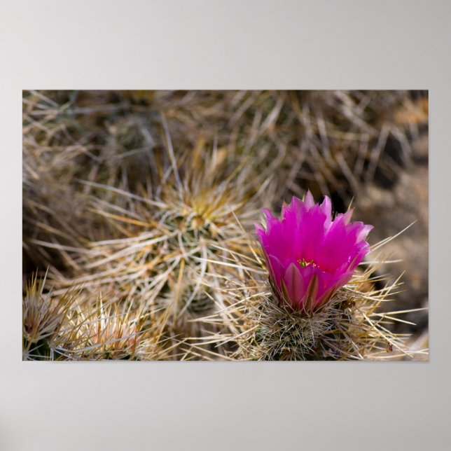 Cactus Flower Poster (Framsidan)