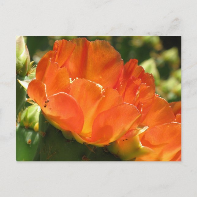 Cactus Flower vycard Vykort (Framsida)
