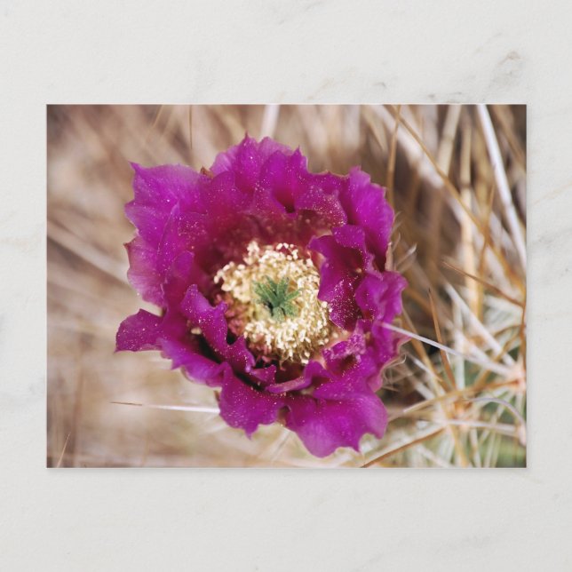 Cactus Flower vycard Vykort (Framsida)