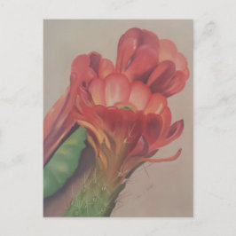 Cactus Flower vycard Vykort
