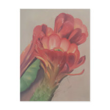 Cactus Flower vycard