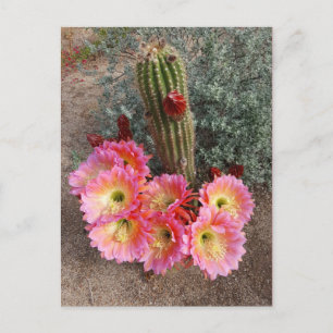 Cactus Flower vycard Vykort