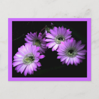 Cactus Flower Vykort