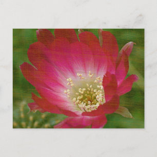 Cactus Flower Vykort