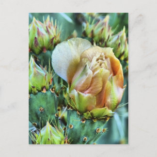 Cactus Flower Vykort