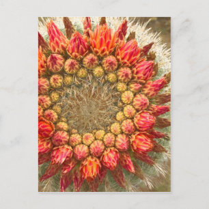 Cactus Flowers 016a Vykort