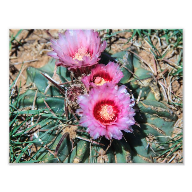 Cactus Flowers Fototryck (Framsidan)
