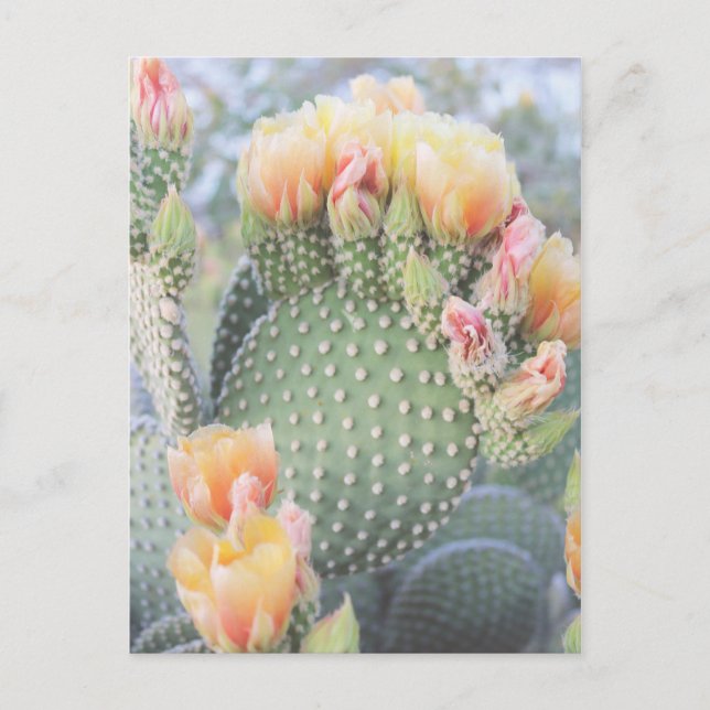 Cactus Flowers Gult Rosa Blooms Vykort (Framsida)
