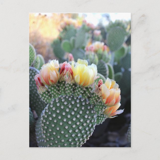 Cactus Flowers Gult Rosa Orange Blooms Vykort (Framsida)