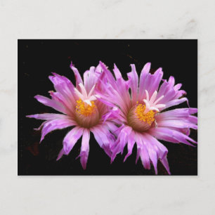 Cactus Flowers på vykort