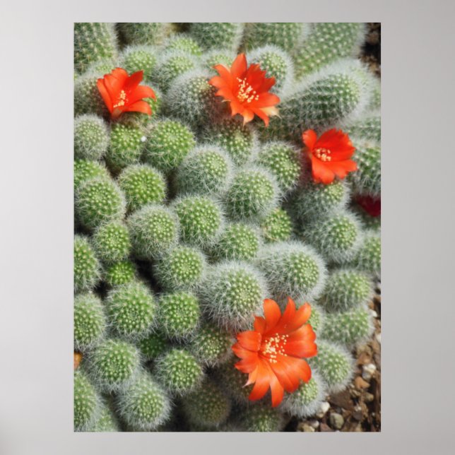 Cactus Flowers Poster (Framsidan)