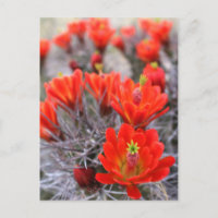 Cactus Flowers Red Blooms Claret Kopp