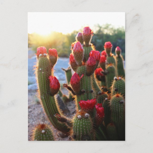 Cactus Flowers Red Blooms Sunset Vykort (Framsida)