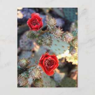 Cactus Flowers Red Blooms Vykort