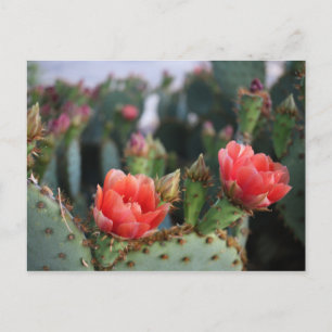 Cactus Flowers Red Rosa Blooms Vykort