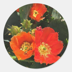 Cactus Flowers Vibrant Blooms Desert Blommigt Runt Klistermärke