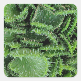 Cactus Fyrkantigt Klistermärke