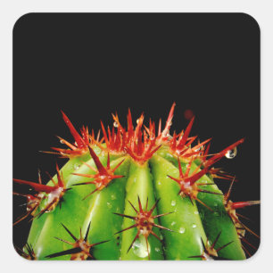 Cactus Fyrkantigt Klistermärke