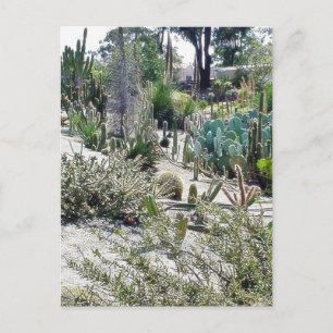 Cactus Garden at Balboa Park Vykort