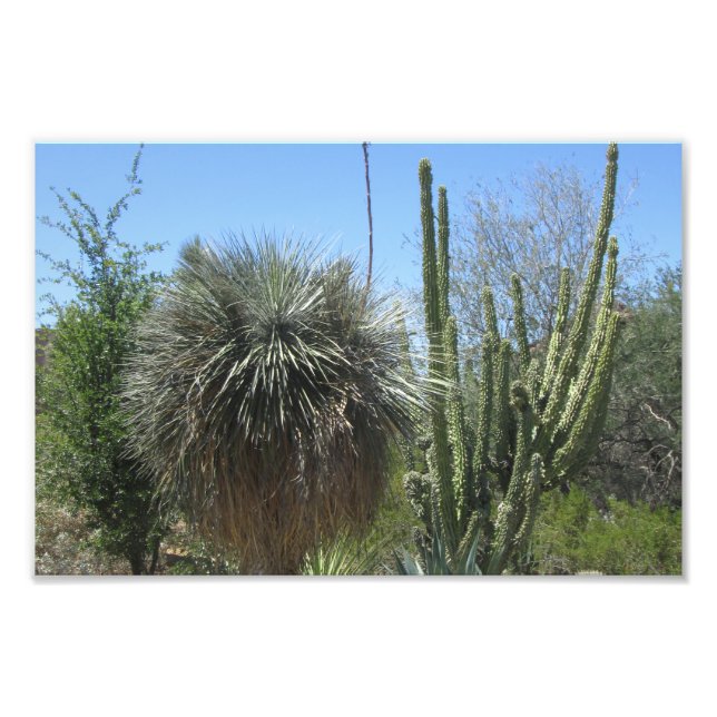 Cactus Garden Fototryck (Framsidan)