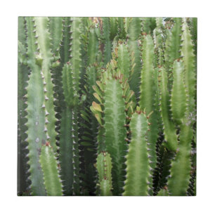 Cactus Garden Kakelplatta