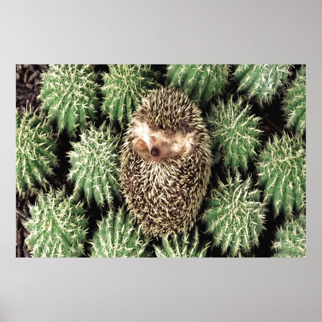 Cactus Garden Poster (Framsidan)