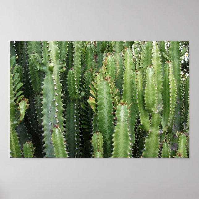 Cactus Garden Poster (Framsidan)