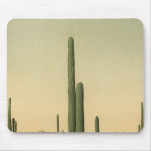 Cactus grove, Arizona Musmatta