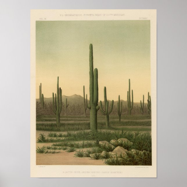 Cactus grove, Arizona Poster (Framsidan)