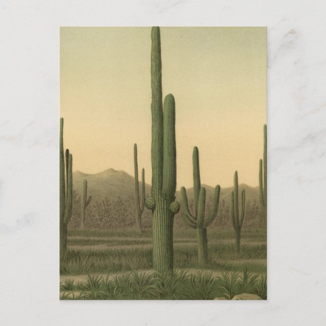 Cactus grove, Arizona Vykort (Framsida)