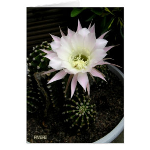 Cactus Hälsningskort